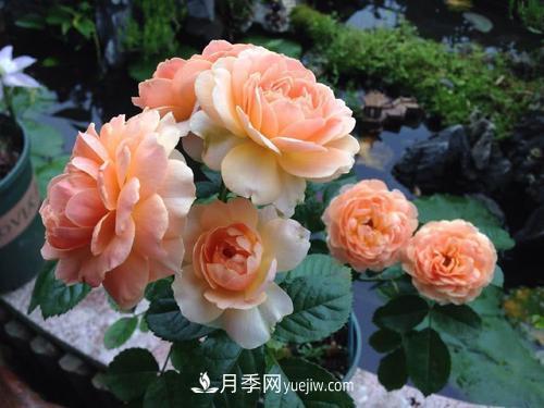 7種漂亮月季，植株矮小，花色艷麗，花期超長，是陽臺(tái)盆栽佳品！(圖4)