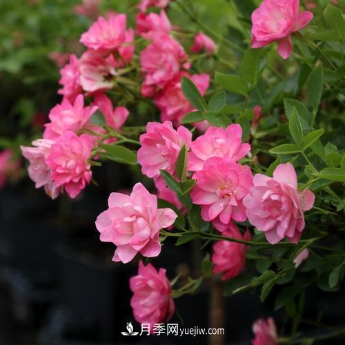 7種漂亮月季，植株矮小，花色艷麗，花期超長，是陽臺(tái)盆栽佳品！(圖6)