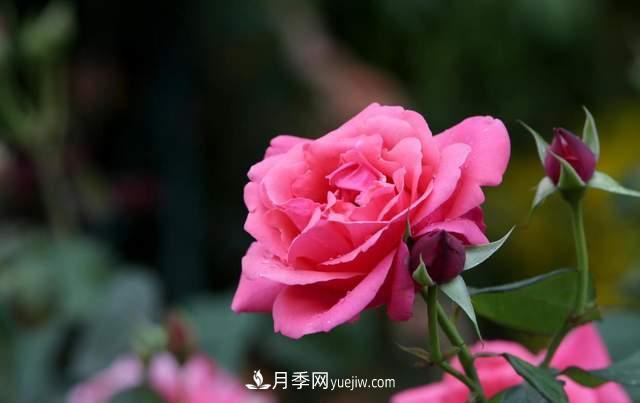 月季得病恢復(fù)以后，如何修剪？如何養(yǎng)護(圖1)