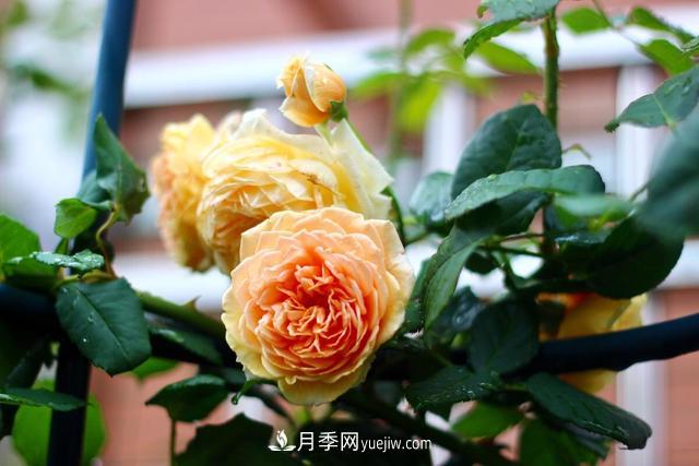 8種經(jīng)典月季，藤本、灌木和微月都有，買了不會(huì)錯(cuò)(圖3)