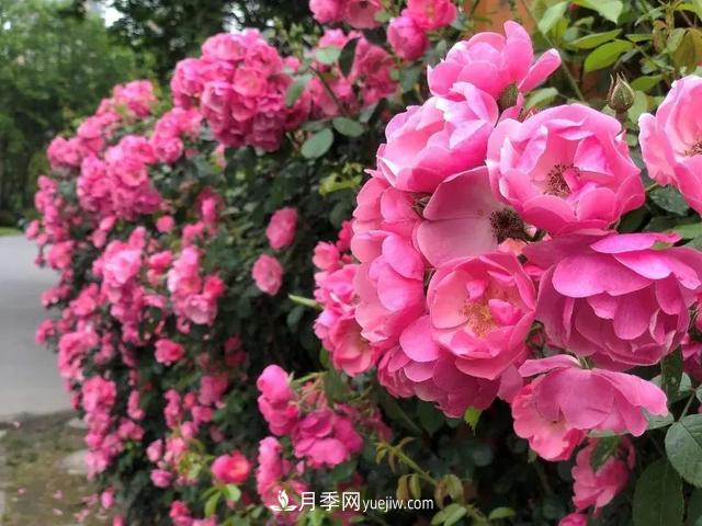 8種經(jīng)典月季，藤本、灌木和微月都有，買了不會(huì)錯(cuò)(圖2)