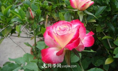 8種經(jīng)典月季，藤本、灌木和微月都有，買了不會(huì)錯(cuò)(圖5)