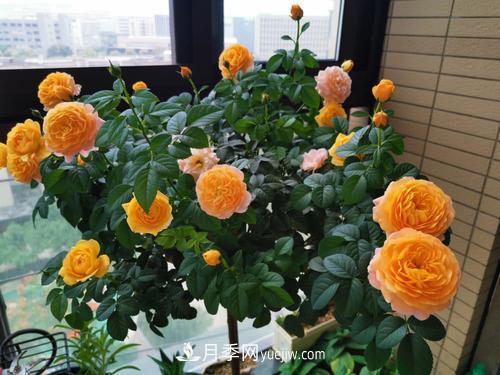 8種經(jīng)典月季，藤本、灌木和微月都有，買了不會(huì)錯(cuò)(圖6)