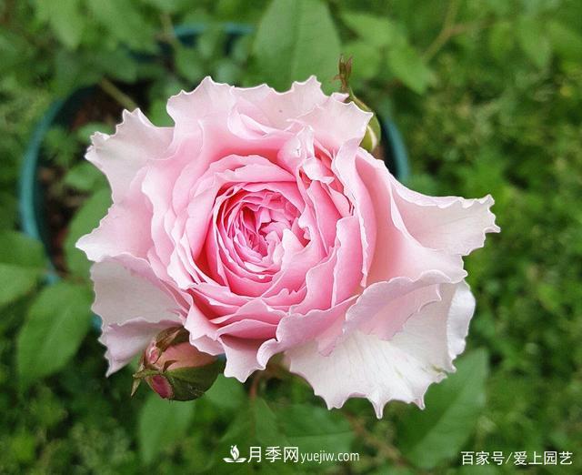 清新出塵的4個(gè)日本“仙女”月季，再難養(yǎng)也不能抗拒(圖1)