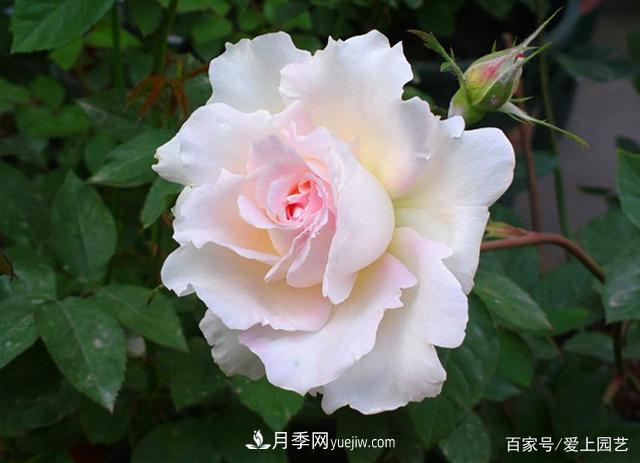 清新出塵的4個(gè)日本“仙女”月季，再難養(yǎng)也不能抗拒(圖2)