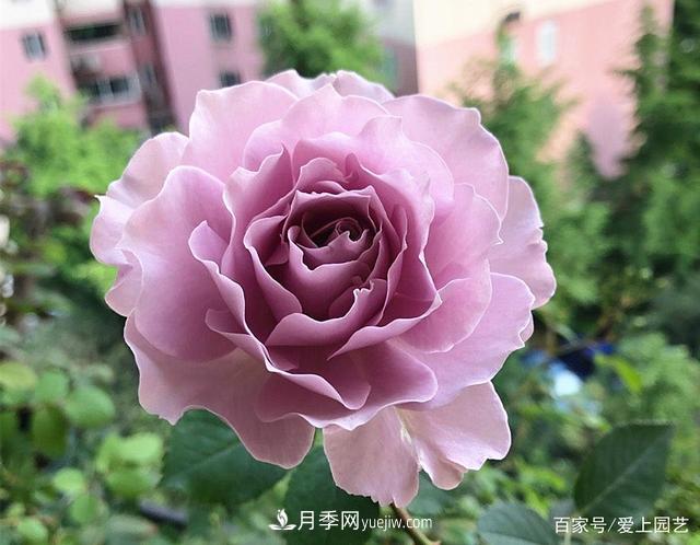 清新出塵的4個(gè)日本“仙女”月季，再難養(yǎng)也不能抗拒(圖4)