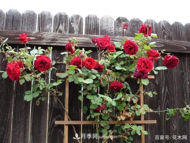 藤本月季休眠后，這4件事需要抓緊時(shí)間做(圖2)