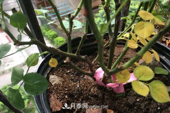月季為什么掉葉子發(fā)黃，施加生肥遭受病蟲(chóng)害(圖1)