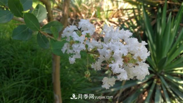 園林樹木百家姓——紫葉苗木(圖3)