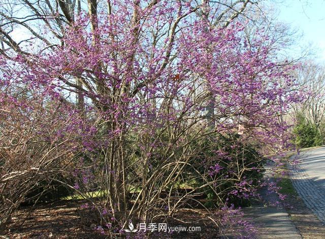 園林樹木百家姓——紫葉苗木(圖6)