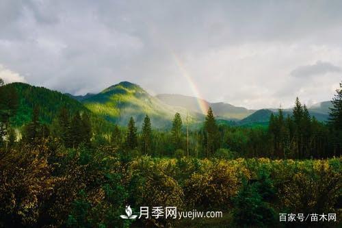 苗木要想反季節(jié)栽植，***重要的是這幾步(圖3)