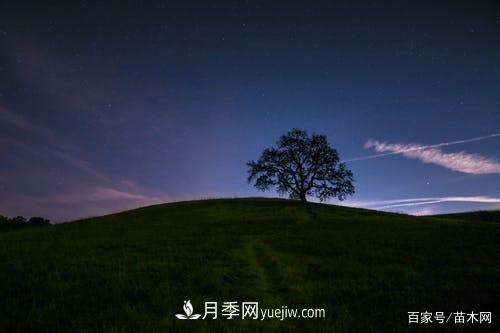 苗木要想反季節(jié)栽植，***重要的是這幾步(圖2)