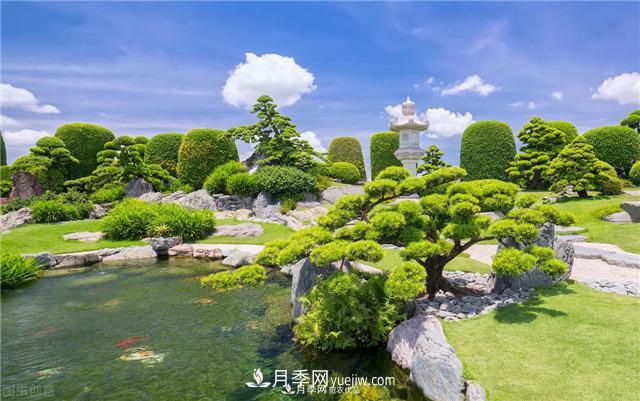 園林綠化樹苗木的培育技術(shù)，效益可觀！(圖2)