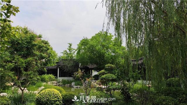 園林綠化樹苗木的培育技術(shù)，效益可觀！(圖3)