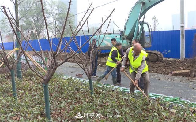 湖北應城栽種花木1500余株 賞花來這里！(圖1)