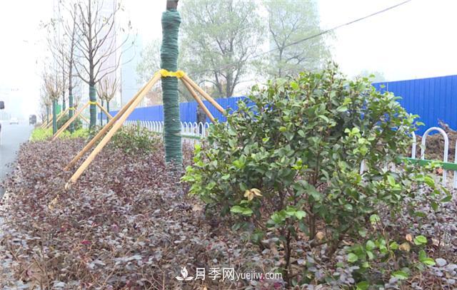 湖北應城栽種花木1500余株 賞花來這里！(圖2)