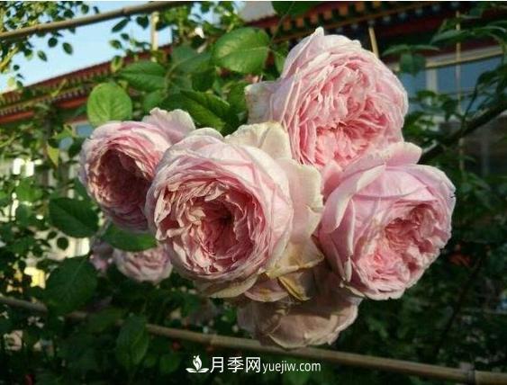 月季花到底有多少個(gè)品種？您家的月季好看嗎？(圖1)
