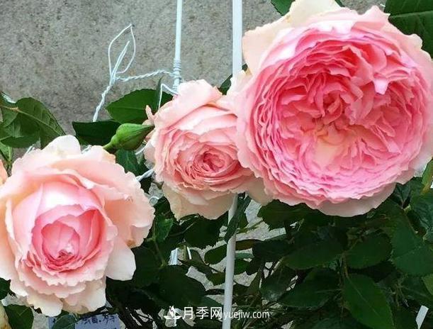 月季花到底有多少個(gè)品種？您家的月季好看嗎？(圖4)