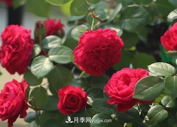 月季花到底有多少個(gè)品種？您家的月季好看嗎？(圖2)