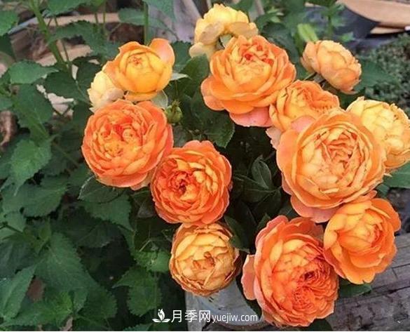 月季花到底有多少個(gè)品種？您家的月季好看嗎？(圖3)
