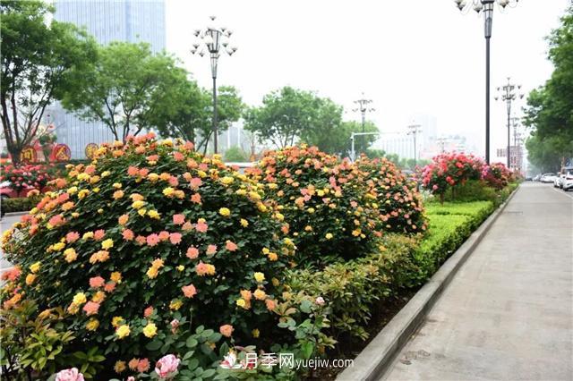 批發(fā)供應(yīng)月季花瓶、月季花球等藤本造型月季(圖2)