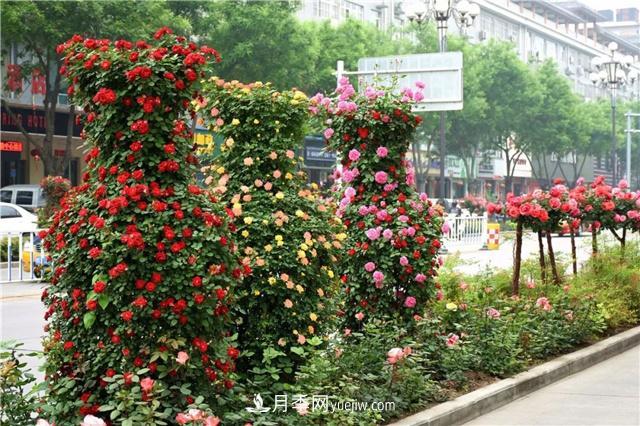 批發(fā)供應(yīng)月季花瓶、月季花球等藤本造型月季(圖3)