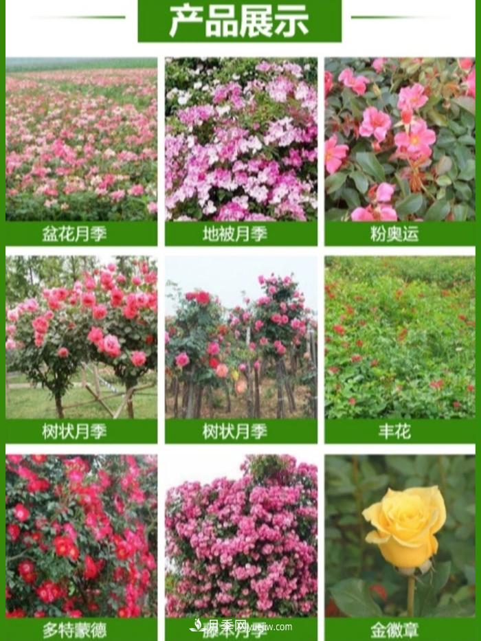 大花月季批發(fā)，樹狀月季批發(fā)，中國月季之鄉(xiāng)價格就是香！(圖2)