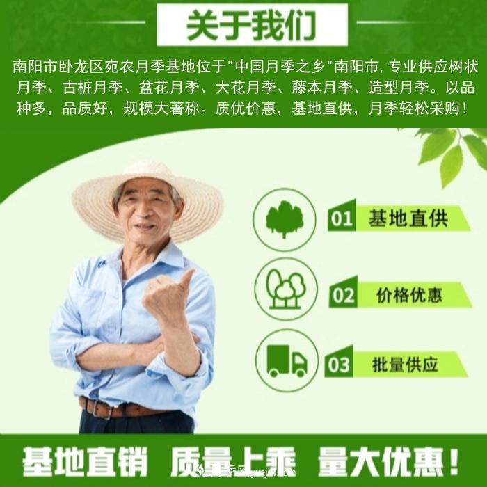 大花月季批發(fā)，樹狀月季批發(fā)，中國月季之鄉(xiāng)價格就是香！(圖3)
