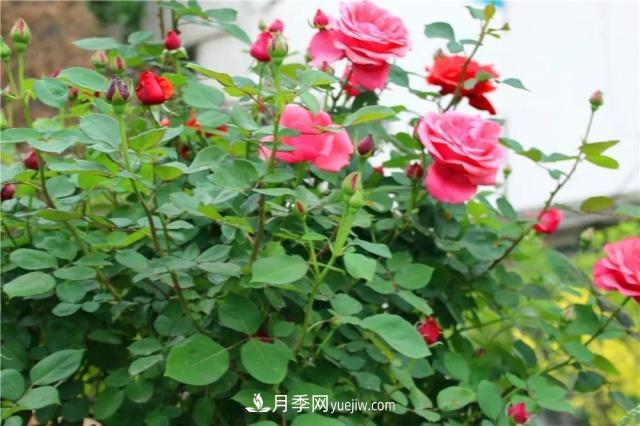 月季的這幾種常見(jiàn)的病蟲(chóng)害，要學(xué)會(huì)這么防治(圖1)