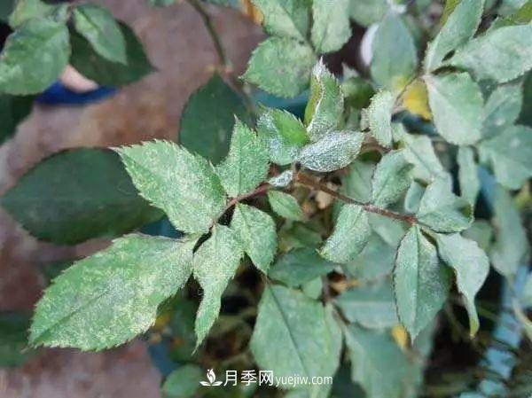 月季的這幾種常見(jiàn)的病蟲(chóng)害，要學(xué)會(huì)這么防治(圖2)