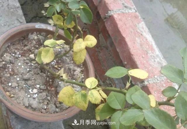 月季的這幾種常見(jiàn)的病蟲(chóng)害，要學(xué)會(huì)這么防治(圖3)
