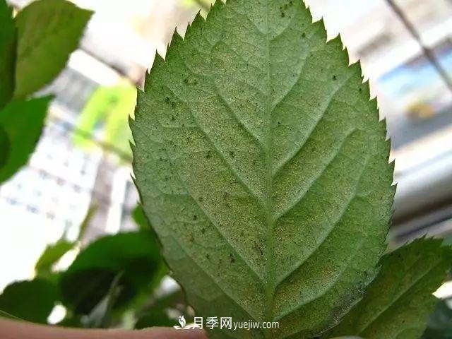 月季的這幾種常見(jiàn)的病蟲(chóng)害，要學(xué)會(huì)這么防治(圖6)