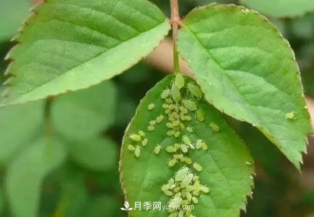 月季的這幾種常見(jiàn)的病蟲(chóng)害，要學(xué)會(huì)這么防治(圖5)