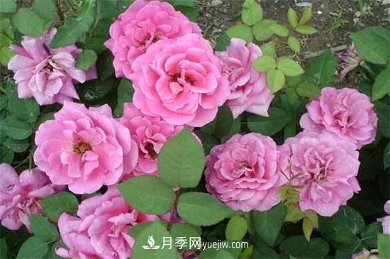 一年四季都開花的盆栽，盤點(diǎn)十種全年花期的花卉(圖1)