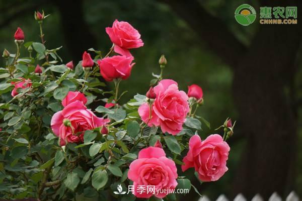 一年四季盛開的花是什么花？盤點(diǎn)十種四季都開花的花(圖1)