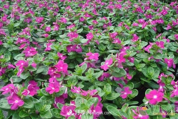 一年四季盛開的花是什么花？盤點(diǎn)十種四季都開花的花(圖3)