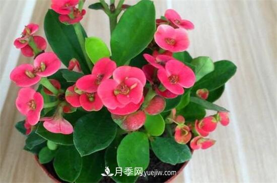 一年四季都開花的盆栽，盤點(diǎn)十種全年花期的花卉(圖2)