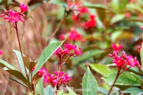 一年四季都開花的盆栽，盤點(diǎn)十種全年花期的花卉(圖3)