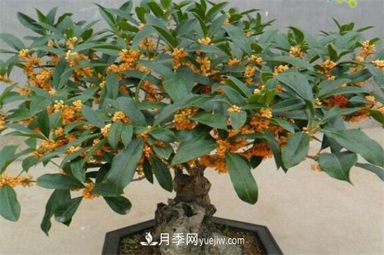 一年四季都開花的盆栽，盤點(diǎn)十種全年花期的花卉(圖5)