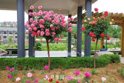 用野生薔薇嫁接灌木月季，能不能養(yǎng)成樹狀月季？(圖1)