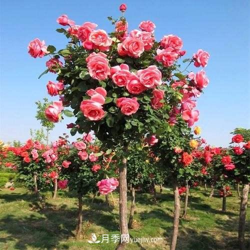 用野生薔薇嫁接灌木月季，能不能養(yǎng)成樹狀月季？(圖3)