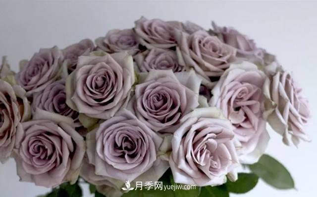 10種復(fù)古色月季，氣質(zhì)炸裂！花友值得入手！(圖2)