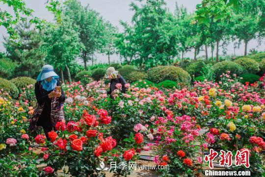 中國月季之都 山東萊州月季花海吸睛(圖1)