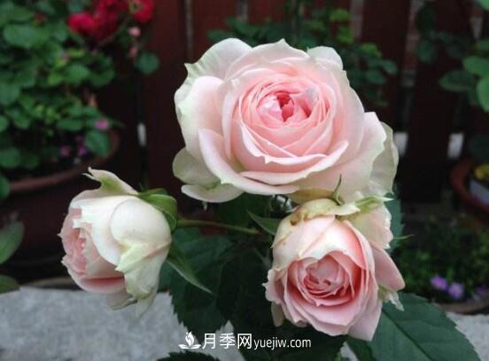 常年開花的花卉有哪些，推薦10種四季盛開的花卉(圖1)