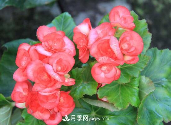 常年開花的花卉有哪些，推薦10種四季盛開的花卉(圖2)