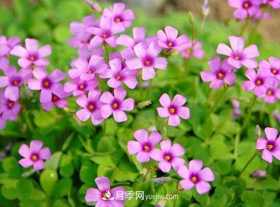 常年開花的花卉有哪些，推薦10種四季盛開的花卉(圖3)