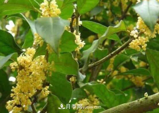 常年開花的花卉有哪些，推薦10種四季盛開的花卉(圖4)