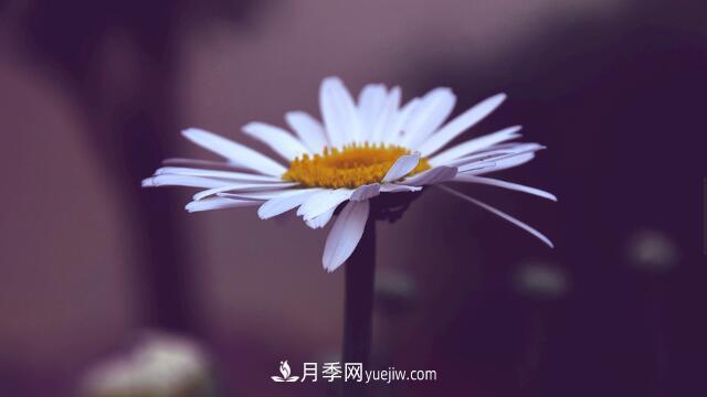 代表希望的花有哪些？推薦六大代表希望的花朵(圖1)