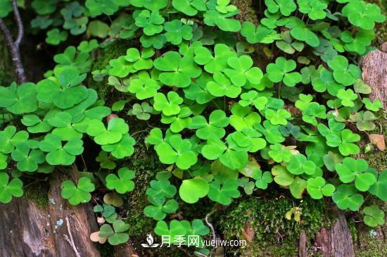 代表希望的花有哪些？推薦六大代表希望的花朵(圖3)