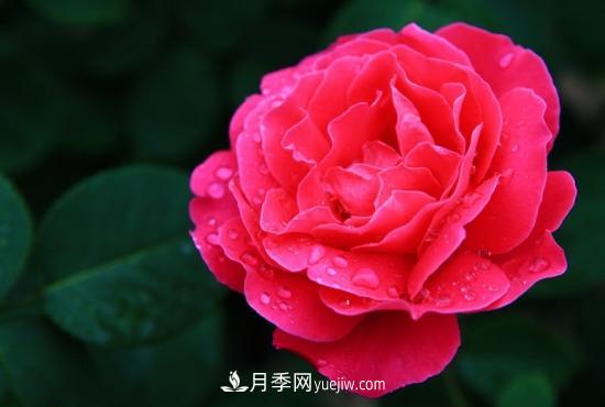 月季網(wǎng)教你如何區(qū)分月季和玫瑰(圖6)